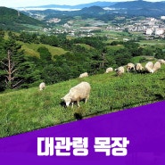 대관령 목장 풍경 - 마음이 탁 트이는 행복한 풍경 여행. 강원도 평창