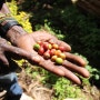 [아프리카여행 48일차]탄자니아 모시(Moshi) 킬리만자로산 입구 마랑구(Marangu)에서 커피 농장 투어, 유기농 로스팅 체험