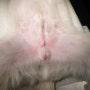 대전 리본동물병원, 수컷 강아지 중성화수술