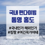 스킨스쿠버 통영 홍도 펀다이빙 시야 수중환경 굿 (현대마린)