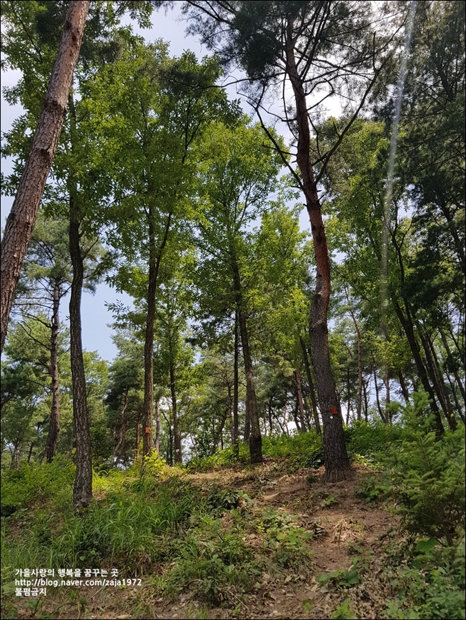 친자연적 장례문화에 대한 나의 생각 : 네이버 블로그