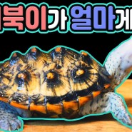 오네이트 DBT 영상 - 한국에서 가장 예쁜 거북이를 보여드립니다.