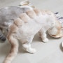 고양이 야매미용 - 티라노컷