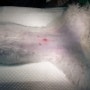 대전 리본 동물병원, 강아지 암컷 중성화수술