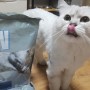 벤토나이트 고양이모래 추천 액티브캣 탈취력 짱 좋아요!