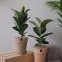집안 생기를 불어넣어 줄 인테리어 식물 : 대형 공기정화식물(물주는 시기)