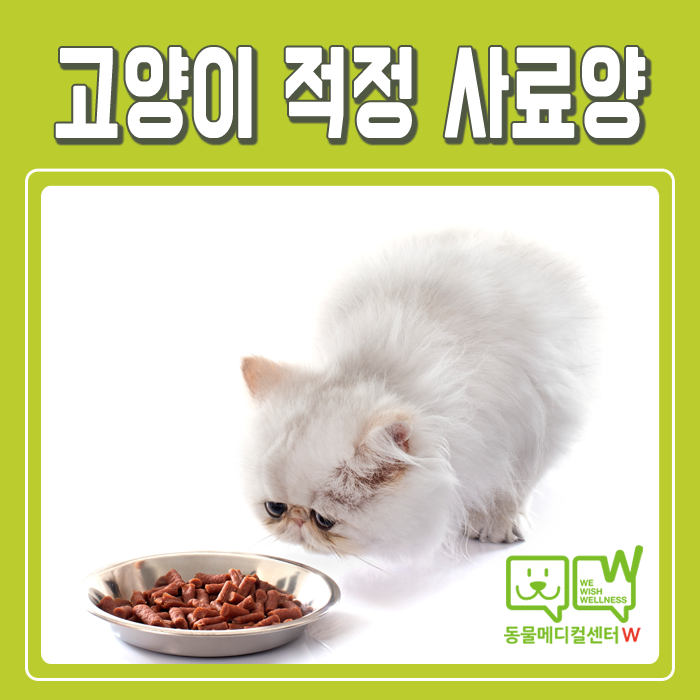 고양이 체중별 하루 사료양 계산하기, 새끼고양이 사료양 : 네이버 블로그