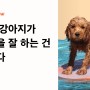 [MUST KNOW] 모든 강아지가 수영을 잘 하는건 아니다.