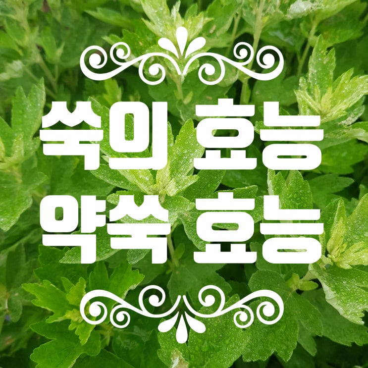 강화도 약쑥효능과 사자발 쑥의효능 및 부작용 알아보기 : 네이버 블로그