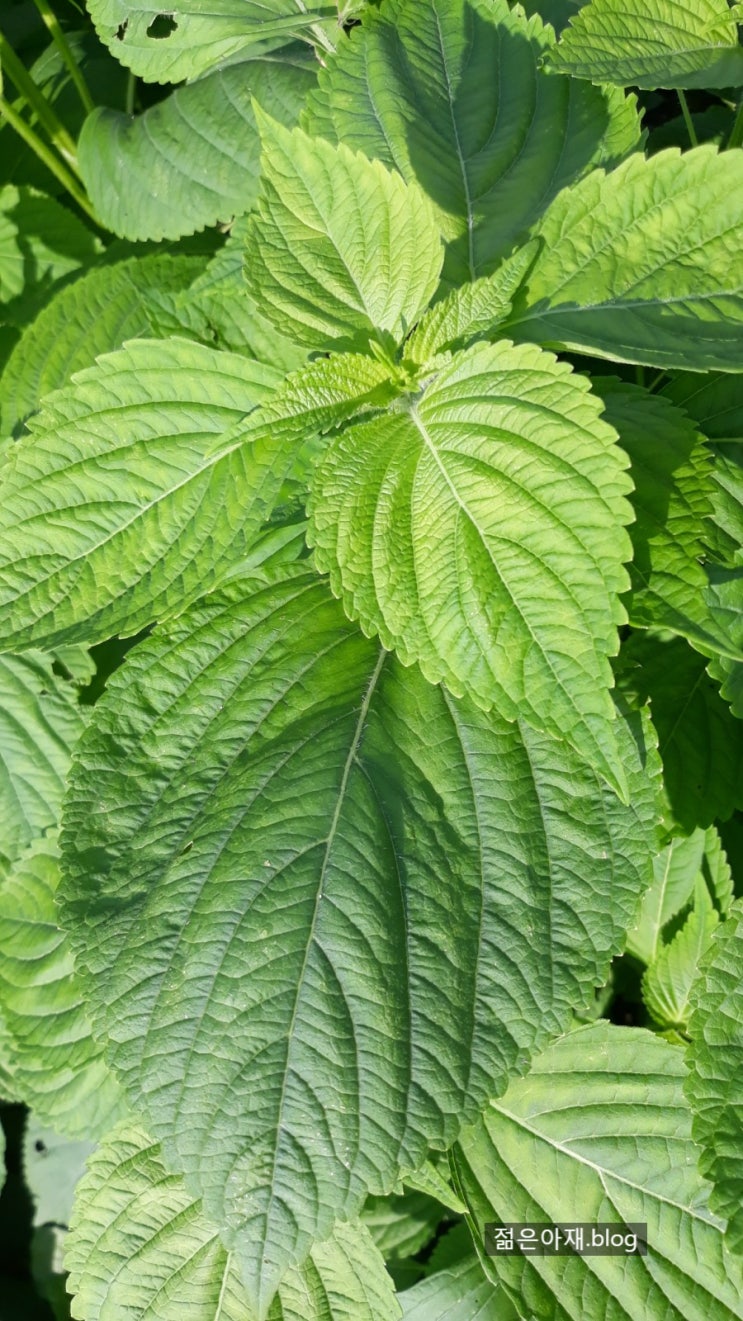들깨 깻잎 들기름 효능 오메가3 항산화 루테올린 성분 뇌건강에 좋은식품 : 네이버 블로그