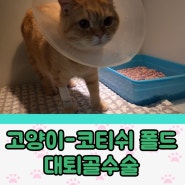 암사동 연중무휴동물병원 고양이 대퇴골 수술 증상을 보고 발견했어요