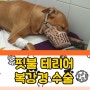 강동구 연중무휴 동물병원 핏불테리어 복강경 중성화수술 마리스동물병원