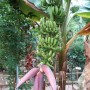 창녕에서 국산 바나나 첫 수확 ^^