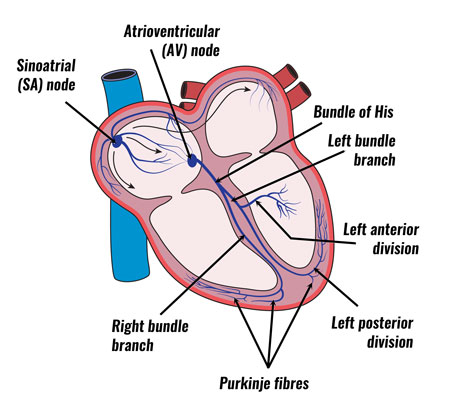 [기능해부학]심장, 심장의 전도시스템(conduction system of the heart) : 네이버 블로그