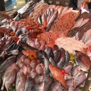 [에사우이라/Essaouira/索維拉] Fish Market 생선시장 구경후기