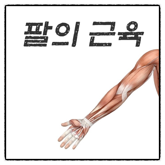 팔근육 인체해부학에 대하여 알아봅시다. : 네이버 블로그