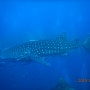 꼬따오 다이빙, 고래상어와의 수영.(세상에서 가장 큰 어류) Chumphon pinnacle whalesharks.