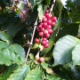 커피농장체험 부안농업기술센터 선진지견학 강순후 커피체험농원