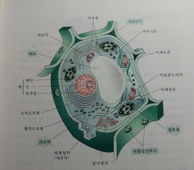 2.식물세포 ---2019.08.17 : 네이버 블로그