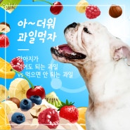 강아지 먹어도 되는 과일 & 안 되는 과일