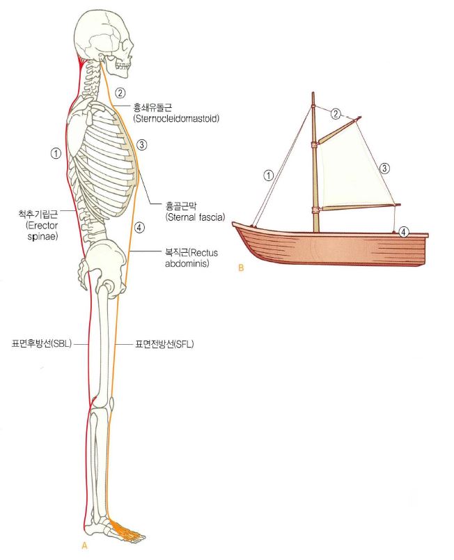 [기능해부학 서적리뷰_네 번째 이야기] 근막 경선 해부학_표면 전방선(SFL) : 네이버 블로그