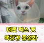 고양이 암컷 중성화수술 암사동 연중무휴 동물병원 마리스에서 받으세요