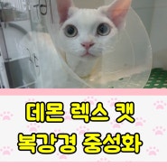 고양이 암컷 중성화수술 암사동 연중무휴 동물병원 마리스에서 받으세요