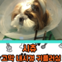 강아지 귀내시경 동물병원 관리받은 후기/강동구 연중무휴 동물병원