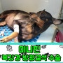 강동구 동물병원 강아지 복강경을 이용한 방광결석 수술진행 후기