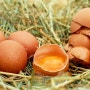 '살모넬라 식중독' 주의보, 계란먹을 때 조심하자!