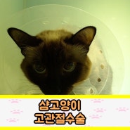 암사동 365동물병원 고양이 다리괴사를 막기 위한 고관절수술