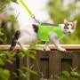 [스페셜공구] 오직 런포펫에서만 만나보실 수 있는 런포펫의 미국직구 두번째 고양이 하네스(고양이 산책줄) 추천 - 세이프 워킹 반사테잎 하네스 2가지 사이즈 공구오픈! (강아지 하네스로도 사용 가능하세요!)