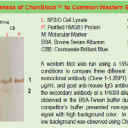 Western Blot Buffer-ChonBlock