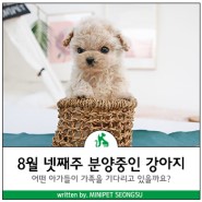 강남강아지분양 8월 넷째주 미니펫 성수점의 아가들을 소개합니다 ♥