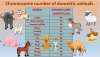    Chromosome Number Of Domestic Animals 