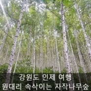 [인제] 강원도 원대리 자작나무숲! 미쳤다, 또 가고싶은 아름다운 장소