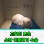 강동구 연중무휴동물병원 고양이 소장이물 수술 후기!