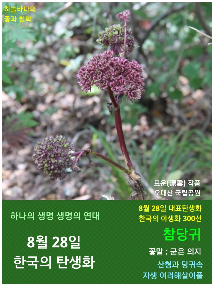 8월 28일. 한국의 탄생화 / 당귀, 궁궁이, 구릿대 등 : 네이버 블로그