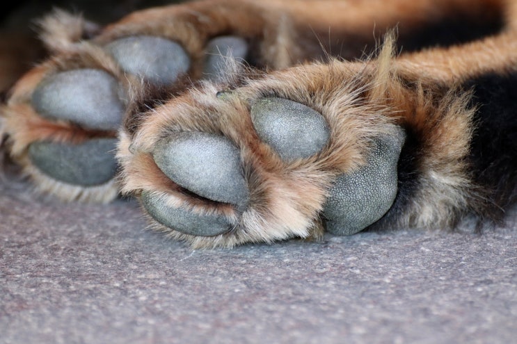 동물의 발은 영어로 뭐라고 할까요? paw!! : 네이버 블로그