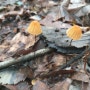 대모산과 구룡산에서 자라는 버섯은 독버섯? 뜻밖의 버섯산행