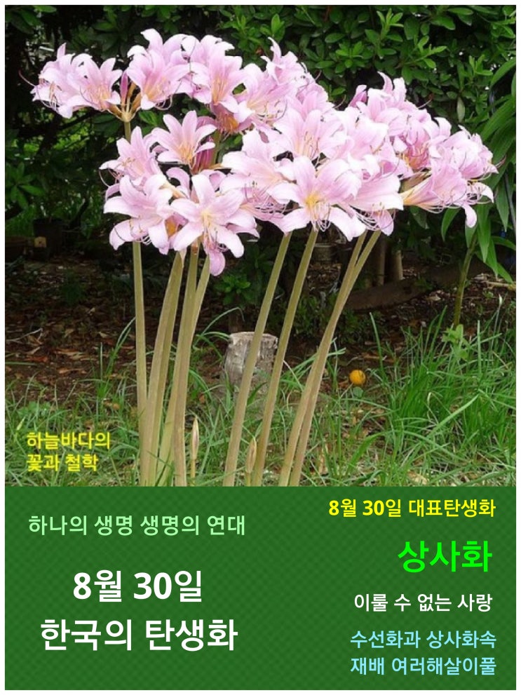 상사화 / 수선화과, 8월 30일 한국의 탄생화 : 네이버 블로그