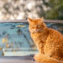 자동차 엔진룸 속 고양이 사고…'똑똑'한 방지법은?