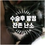 수술후 발정 -잔존난소 - 부평 아프리카 동물병원