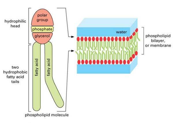 인지질의 구조