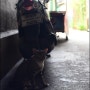 태국에서 만난 고양이들