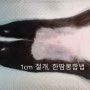 대전 갈마동 리본동물병원, 암컷고양이 중성화수술 잘하는곳