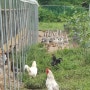 예천 산골 청계 농장의 청계 닭들의 먹이는 무엇일까요