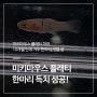 10개월만에 귀한(?) 미키마우스 플래티 한 마리 득치, 플래티 암수 구분 방법