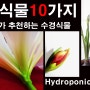수경식물 10가지 풀고TV가 추천하는 수경식물 Hydroponic plant