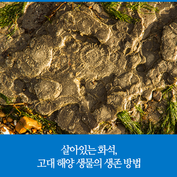 살아있는 화석, 고대 해양 생물의 생존 방법 : 네이버 블로그